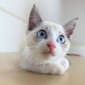 シャムミックス、ブルーアイのイケメン　ソラ君