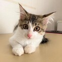 キジ白のハンサムボーイ　じゅん君