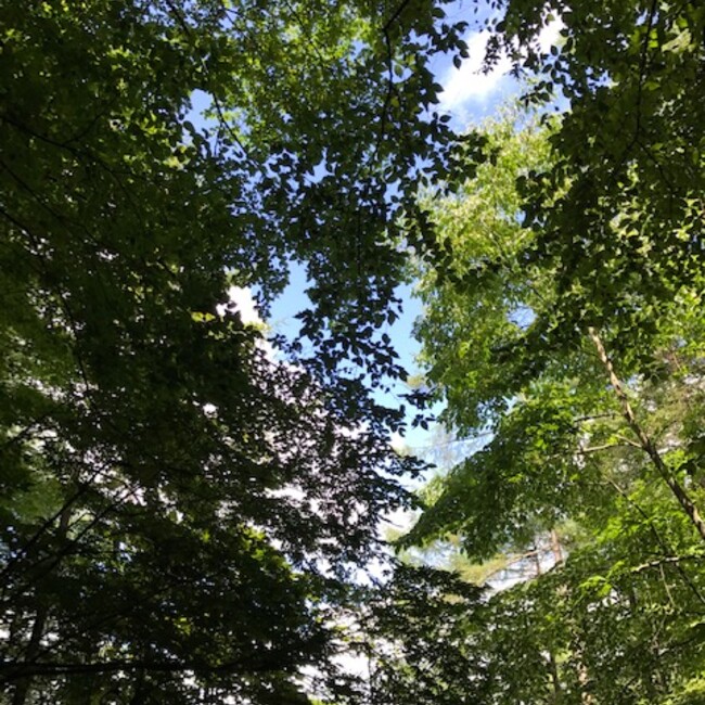 まめねこ庵のカバー写真