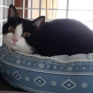 【里親決定】名前を呼ぶとお返事するのんちゃん