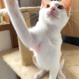 ✩｡* 性格良すぎのキラくん*｡✩