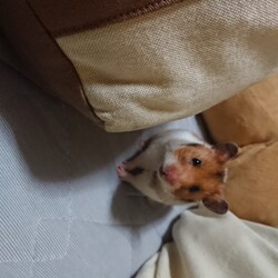 「ベッド上のお散歩」サムネイル2