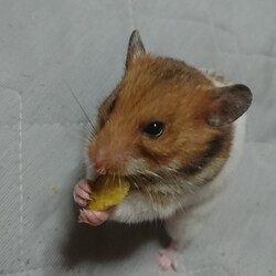 「ベッド上のお散歩」サムネイル3