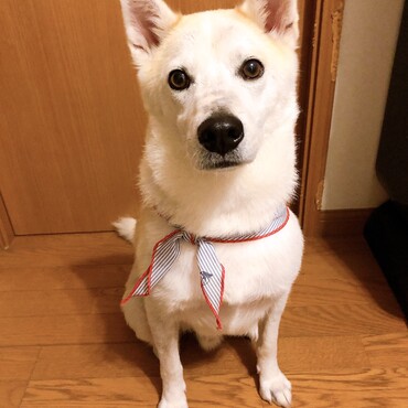 の写真