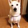 の写真