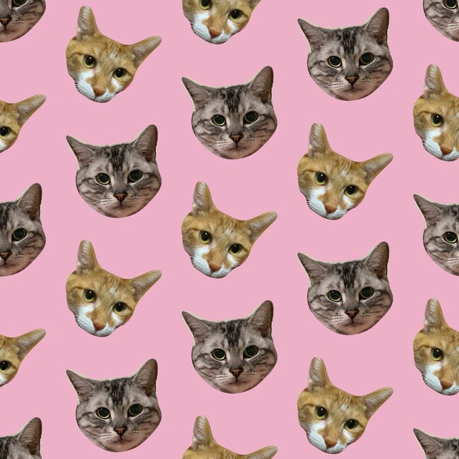 きむかなのカバー写真