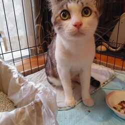 飼い主探し・・・