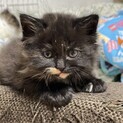 元気な3匹　子猫　生後１ヶ月　毛長ちゃん