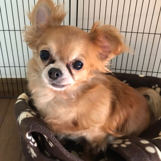 甘えん坊で可愛い「ノンちゃん」