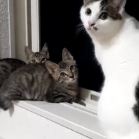 ２匹の可愛い三ヶ月兄妹子猫