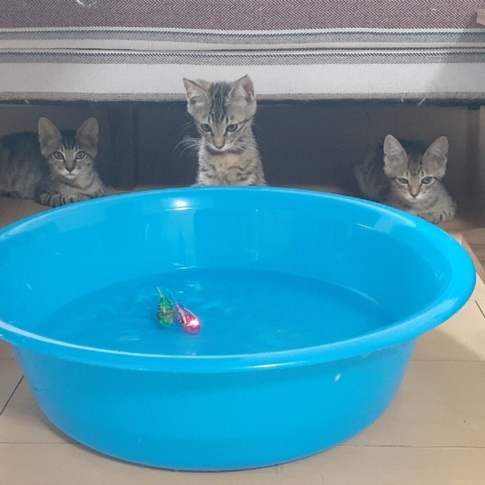 ２匹の可愛い三ヶ月兄妹子猫のカバー写真