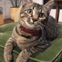 美猫⭐︎キジトラ♀エテ