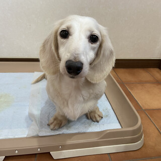 美犬な幸［ユキ］ちゃん⭐︎
