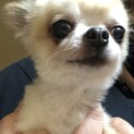 トライアル期間中 チワワ  1.2キロ