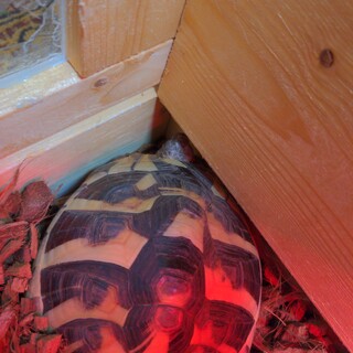 ヘルマンリクガメ　2歳