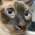 シャム猫？