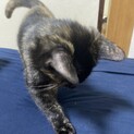 子猫 女の子 生後3ヶ月