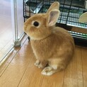 ネザーランドドワーフ　元気な男の子です