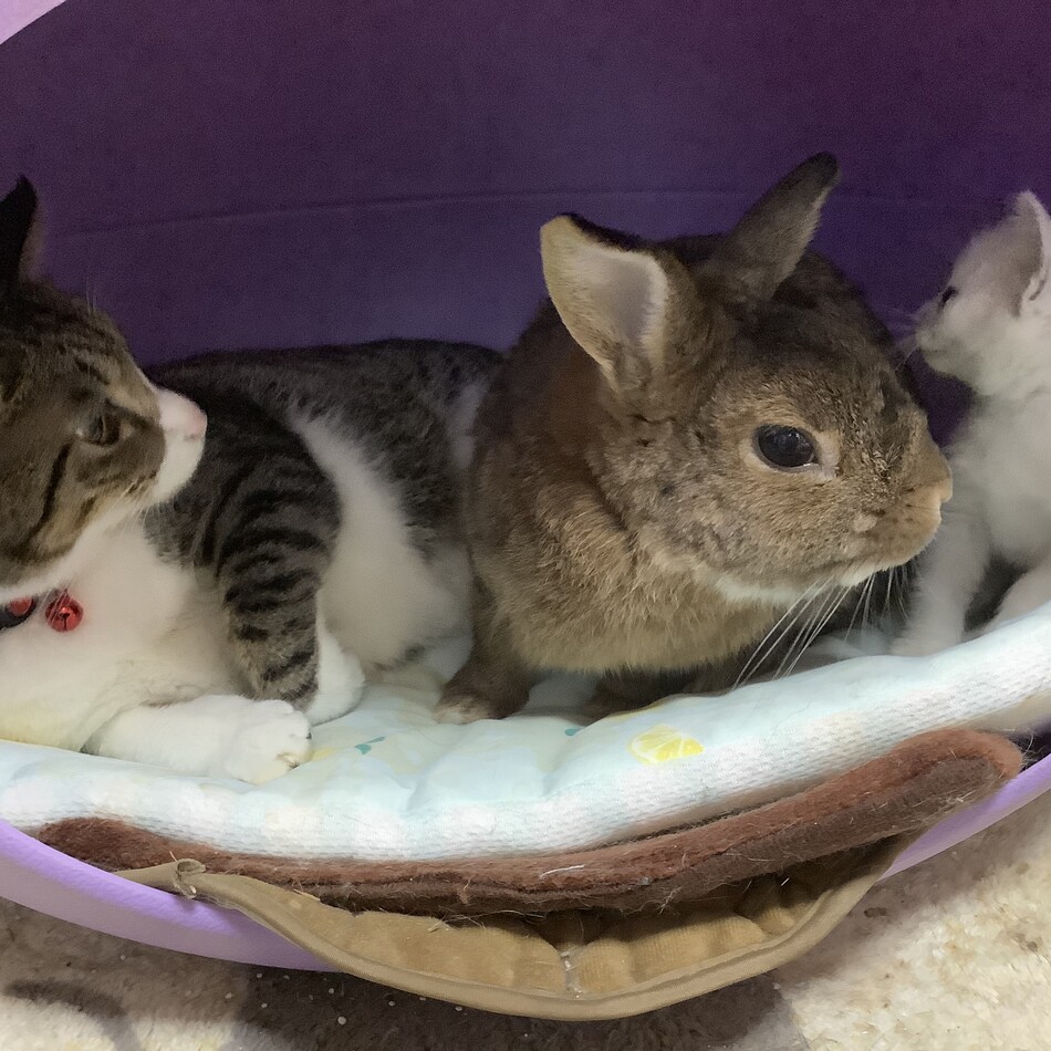 富来のカバー写真
