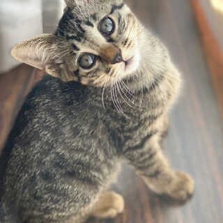 大きな瞳の小顔美人！2ヶ月ベンガル風