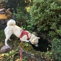 柴犬　白　白柴　里親さん、探しております