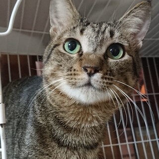 【チキータ】おかげさまで里親様が決まりました。