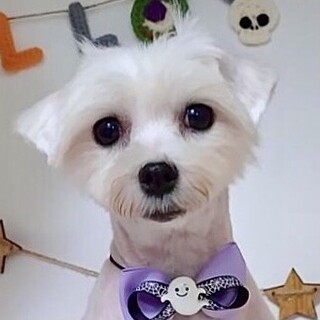 今別（いまべつ）未来の美犬候補生❤