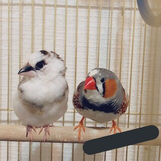 キンカチョウ♂1羽♀2羽、十四松1羽