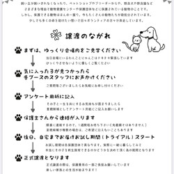 保護いぬ＆ねこの譲渡会 サムネイル2