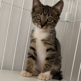 家族ができました❣️ずっく君　推定1ヶ月