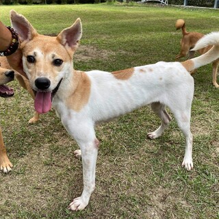 里親様決定しました！ありがとうございました