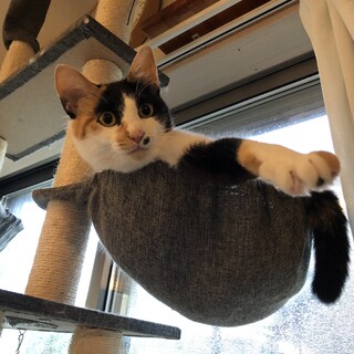 抱っこ大好きタイ3才