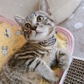 10/3西千葉ෆ⃛猫見知りナシෆ⃛リンタローくん