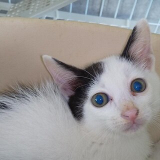 生後2か月★まっすぐテイル★てるお君(東海圏)