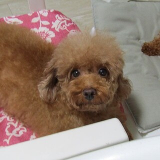 穏やかな性格の飼いやすい子