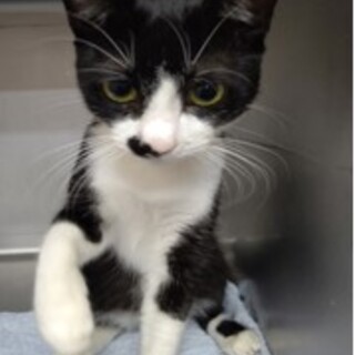 積極的なチョビくん