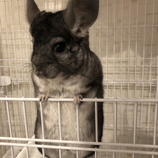 1歳オス♂チンチラ