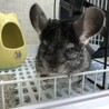 1歳オス♂チンチラ サムネイル2