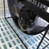 1歳オス♂チンチラ サムネイル3