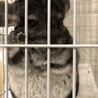 1歳オス♂チンチラ サムネイル4
