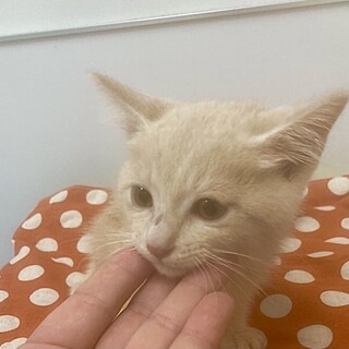 パステル茶トラすぅちゃん