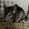 自由なチンチラくん