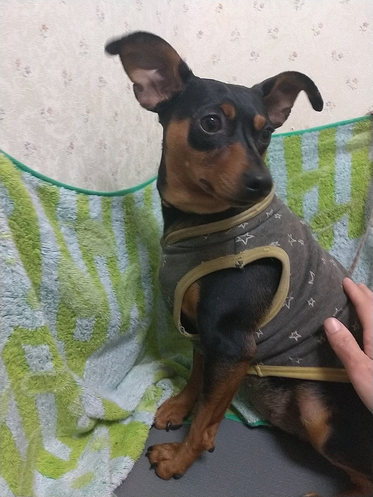 aaa様♥️ミニチュアピンシャー オブジェ