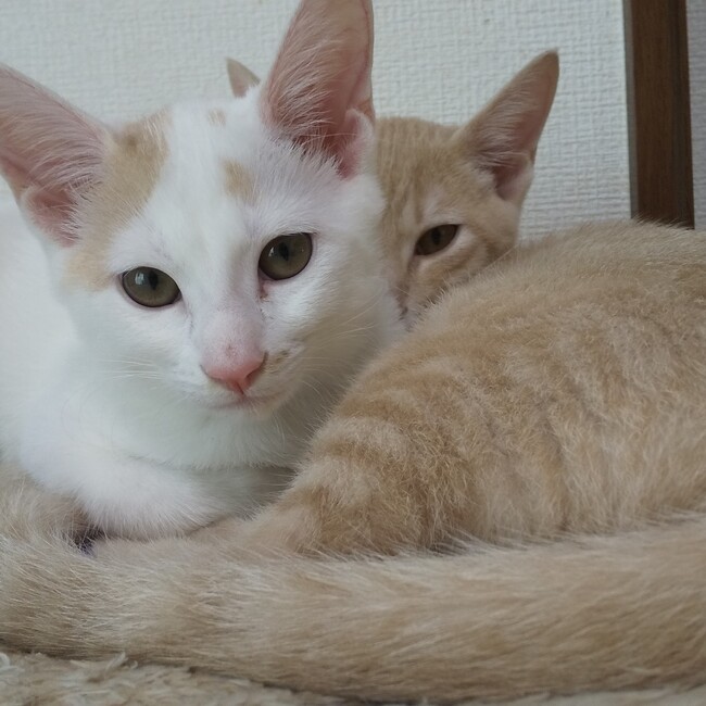 mi3mammyのカバー写真