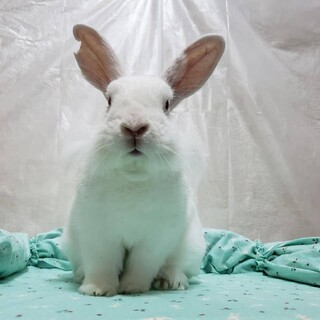 佐渡っこ【ふわふわのダンボくん】