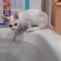 白美（てぃろみ）