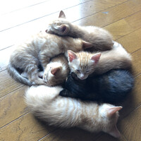 子猫ちゃん