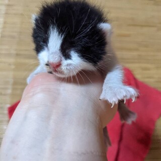 生まれて間もない子猫ちゃんです