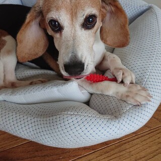 一旦募集停止　優しいビーグルの女の子。渚ちゃん❣️