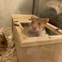 ゴールデンハムスターの赤ちゃん